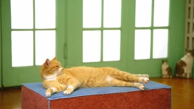 Легкая аэробика от ленивого кота