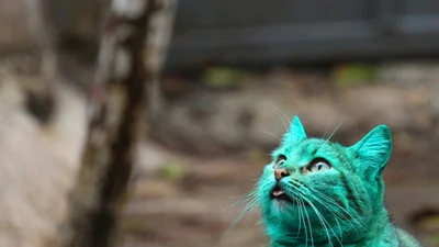 Кот зеленого цвета взорвал интернет