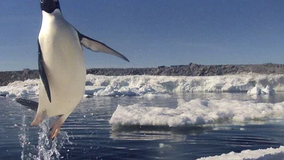 Пингвины тоже умеют летать: Удивительные фото Фредерика Оливье