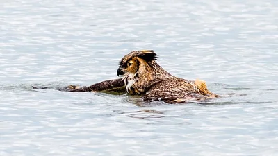 Невероятно, но факт: сова научилась плавать 