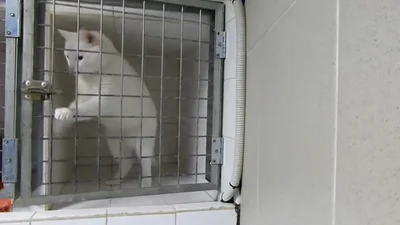 Свобода дороже: кошка выбралась из клетки