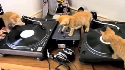 Музыкальные котята стали ди-джеями