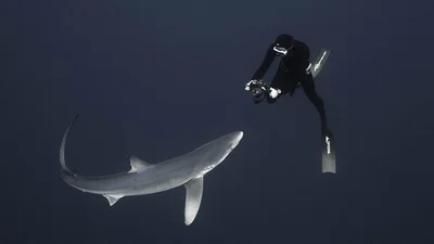 Подводный мир: опасная фотосессия с белой акулой