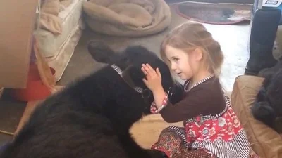 Маленькая девочка приручила теленка