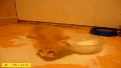 Неуклюжий котенок разлил все молоко