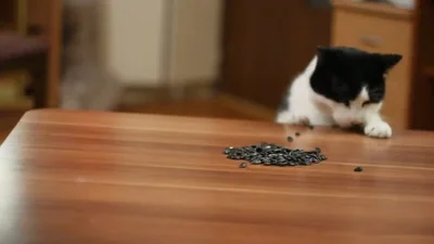 Кот пожирает семечки