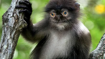 Странные кото-обезьяны шокировали интернет