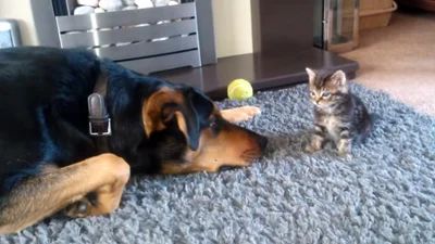 Смешной пес просит котенка поиграть