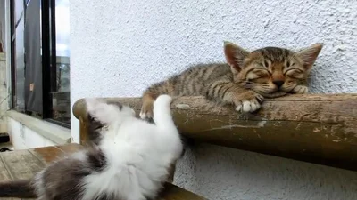 Забавный котенок не дает поспать своему другу
