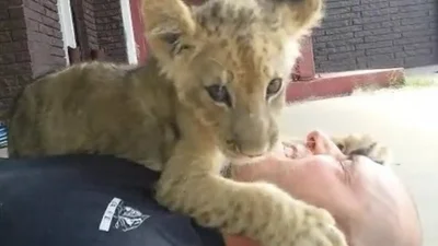 Забавный тигренок нежно обнимается с человеком