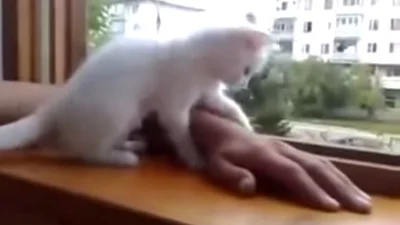 Милая кошечка спасает руку хозяина
