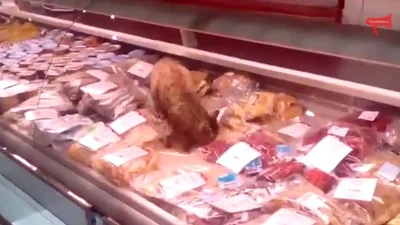 Сенсация недели: кот съел морепродукты с прилавка магазина