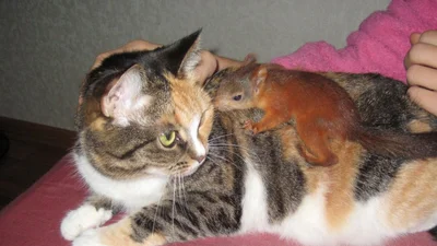 Необычные друзья: кошка подружилась с белкой