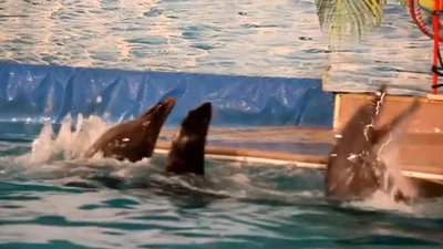 Дельфины и морской котик отрываются под Лану Дель Рей
