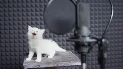 Милые котята записали известный хит