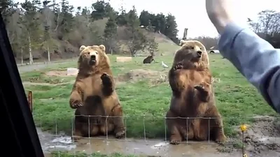 Смешные медведи передают всем привет