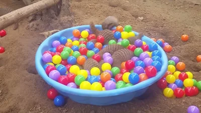 Быстрые мангусты дурачатся в бассейне с шариками