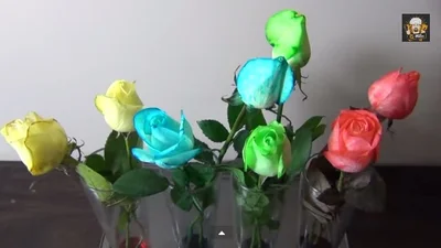 Учимся делать разноцветные розы