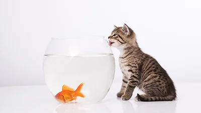 Кот решил искупаться в аквариуме