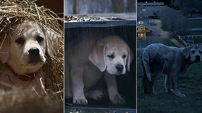 Реклама о потерянной собаке взорвала интернет