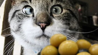 Прожорливый котик помешался на оливках