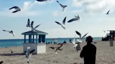 Тимати занялся подкормкой птиц на пляже