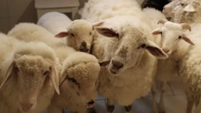 Забавные овцы стали героями улетной рекламы