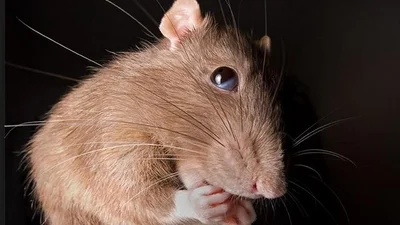 Крыса напугала пассажиров метро