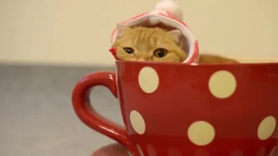Рыжий котик устроился поспать в чашке