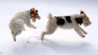 Игривые собаки развлекаются в снегу