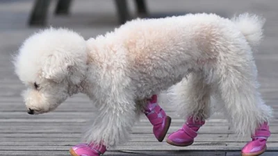 Смешные собаки, которые не умеют ходить в ботинках