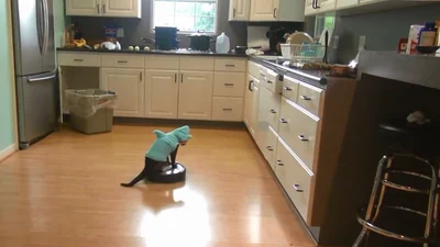 Кота нарядили в костюм акулы