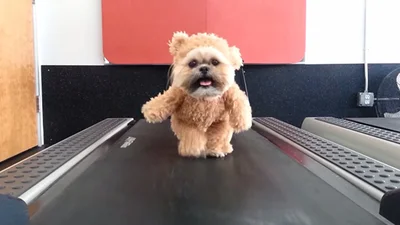 Собака-медведь на беговой дорожке взорвала интернет