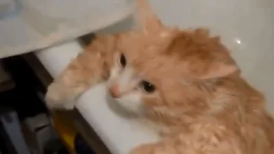 Кот, который просто застрял в ванной
