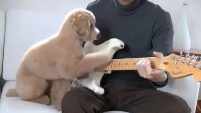 Милый щенок помогает хозяину играть на гитаре