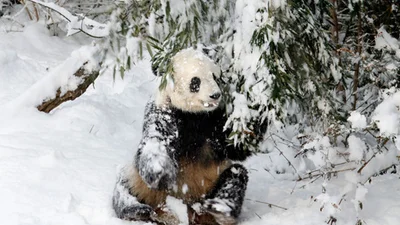 Панда весело кувыркается в снегу