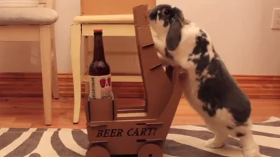 Парень научил кролика подавать ему пиво