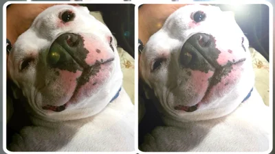 Новий поворот: ось так живуть тварини після притулку