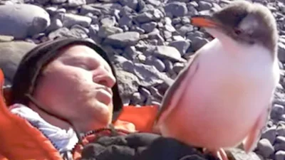 Маленький пингвин впервые увидел человека