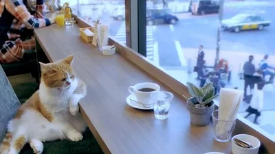 Грустный кот пьет кофе в кафе