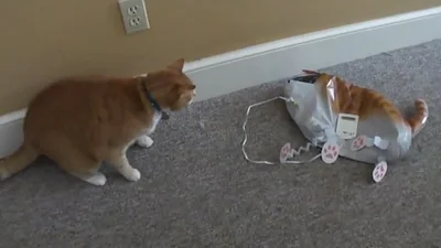 Перепуганный кот прихлопнул свою надувную копию