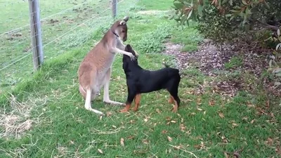 Прикольный кенгуру пообнимал собаку