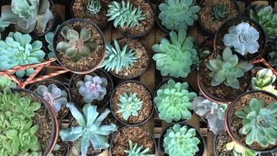 Для офиса и дома: растения – очистители воздуха