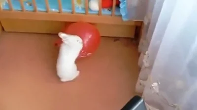 Кролик сильно испугался взрыва надувного шарика