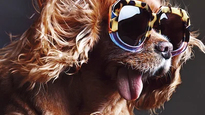Собака, звезда Инстаграма, снялась в крутой рекламе