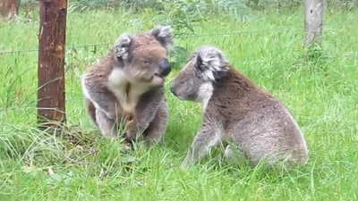 Милые коалы бранятся -  только тешатся