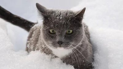 Шокированный кот пытается разгребсти снег