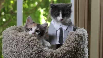 Интернет взорвала котячья версия фильма "50 оттенков серого"