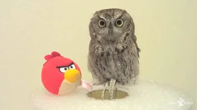 Улетная реакция совы на игрушку Angry Birds