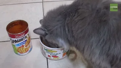 Смешной кот отличает звуки любимой консервы